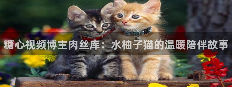 岛国糖心Vlog兄妹